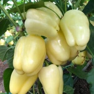 paprika cecilia f1