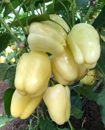 paprika cecilia f1