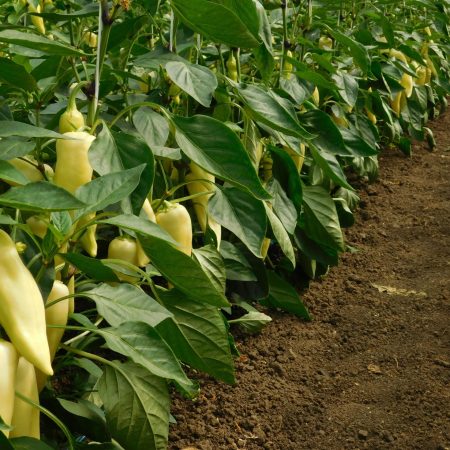 paprika ceremony f1