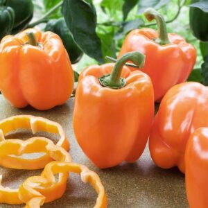 paprika clementine f1