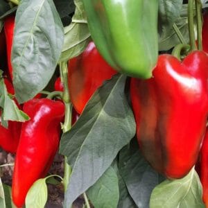 paprika crveno zlato