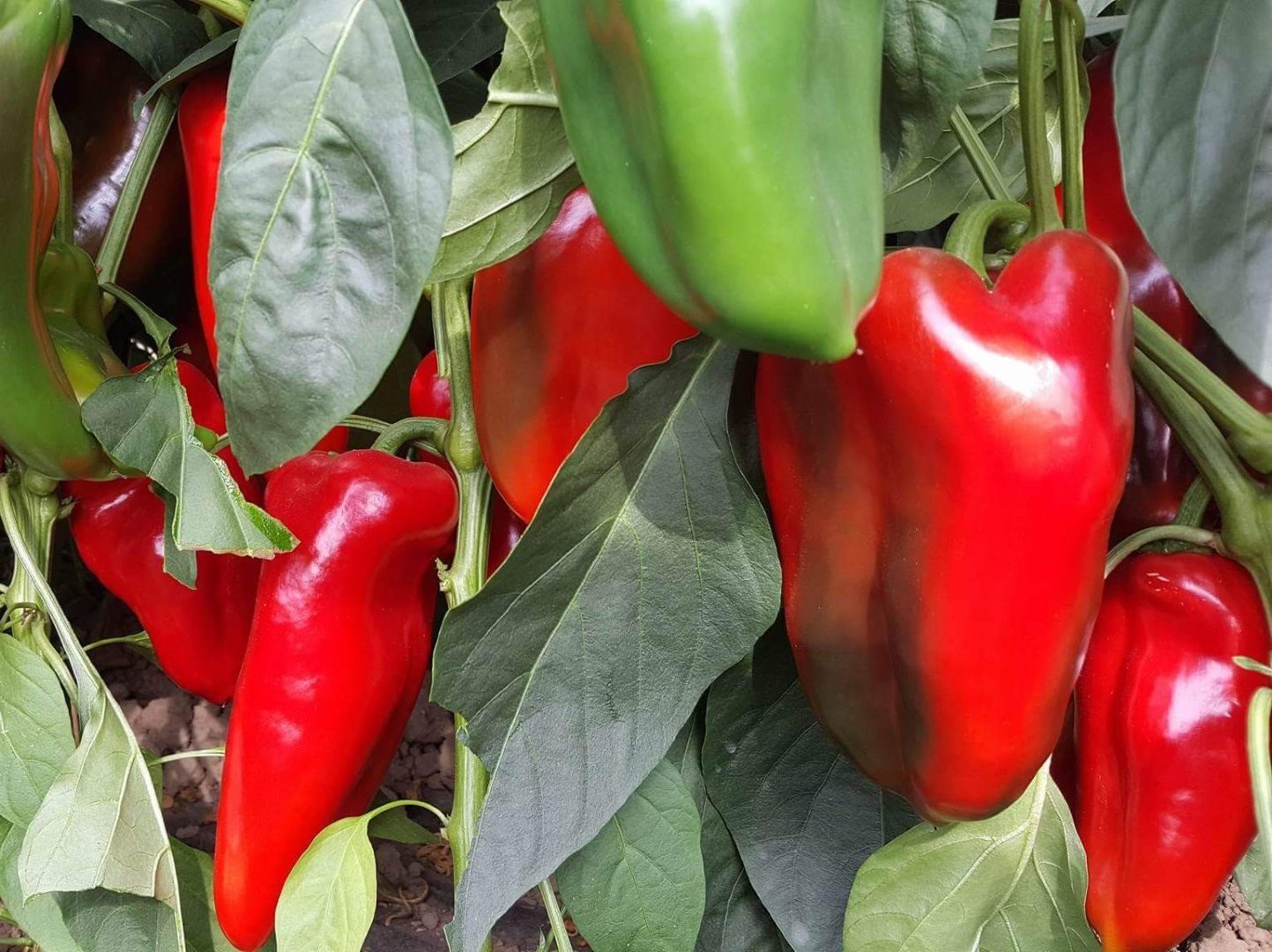 paprika crveno zlato