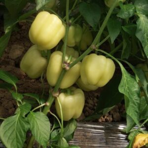 paprika diadema f1