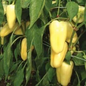 paprika dimetio f1