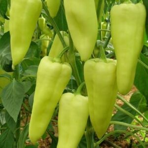 paprika elmas f1