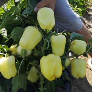 paprika enix f1