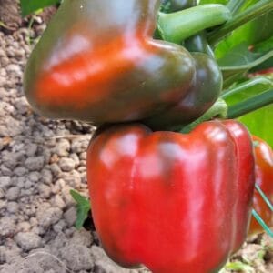 paprika enol f1