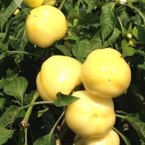 paprika ester f1