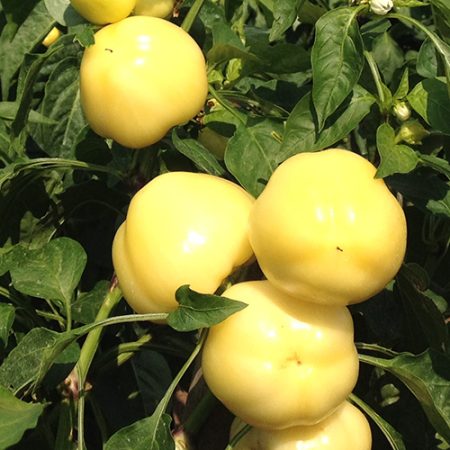 paprika ester f1