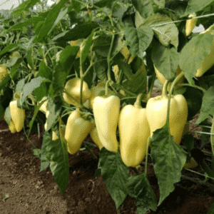 paprika estilla f1