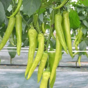 paprika fokusz f1