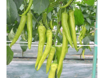 paprika fokusz f1