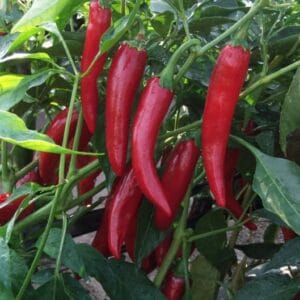 paprika fono f1