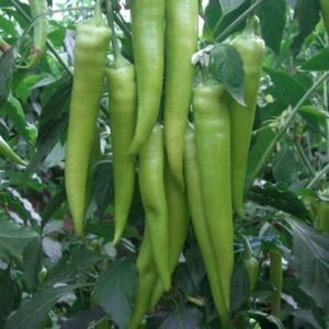 paprika fuoco f1