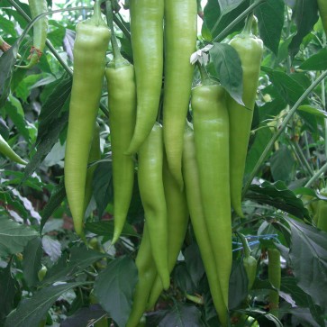 paprika fuoco f1