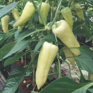 paprika gidran f1