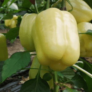 paprika goldano f1