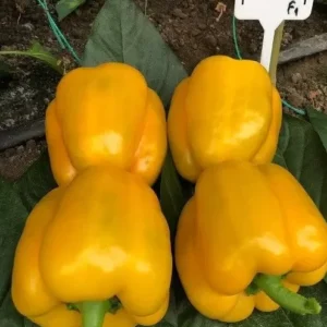 paprika guray f1