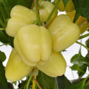 paprika istra f1