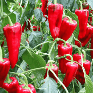 paprika kamor f1