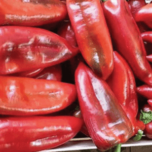 paprika kaprima f1