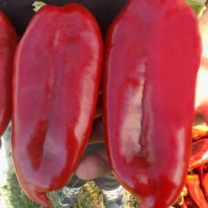 paprika kg 2025 f1