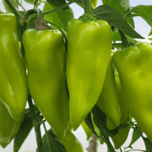paprika kg 2129 f1
