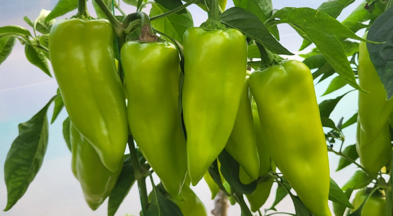 paprika kg 2129 f1