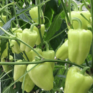paprika lisenka f1