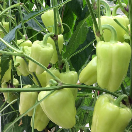 paprika lisenka f1