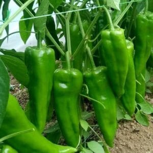 paprika marmara f1