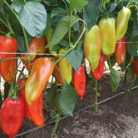 paprika merak f1