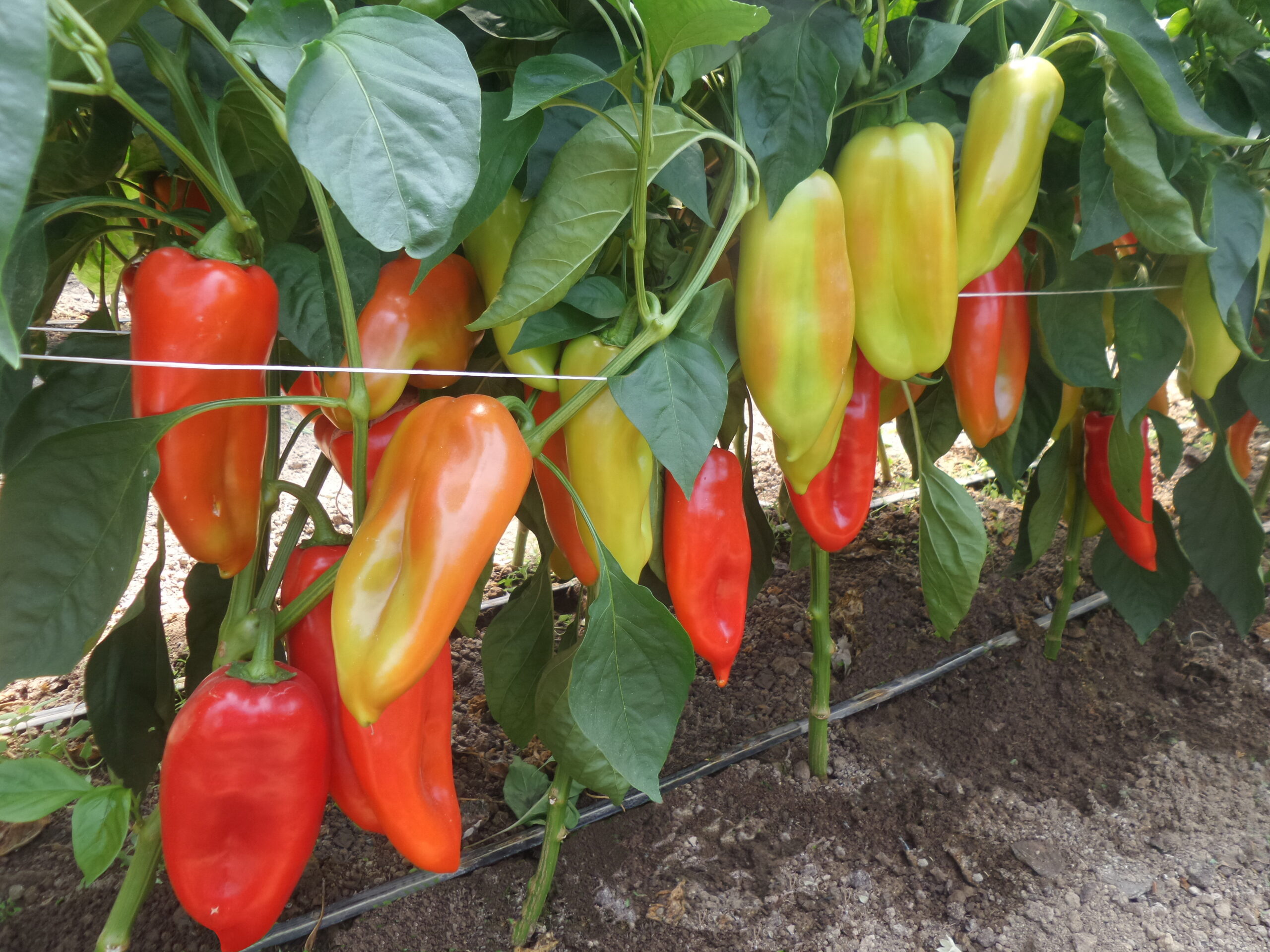 paprika merak f1