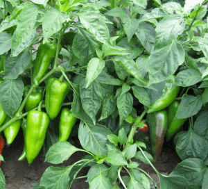paprika mitosz f1