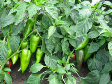 paprika mitosz f1