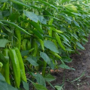 paprika namib f1