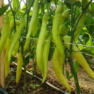 paprika neymar f1