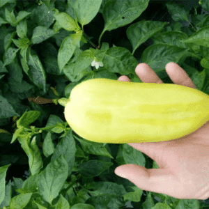 paprika ordesa f1