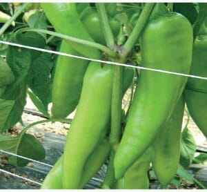 paprika orea f1