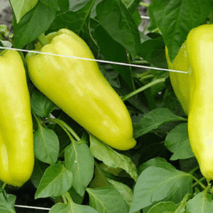 paprika pirouet f1