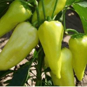 paprika promontor f1