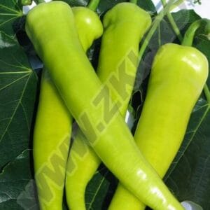paprika rapires f1