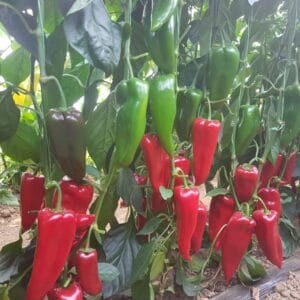 paprika redpia f1