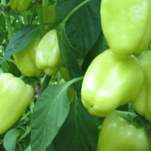 paprika salana f1