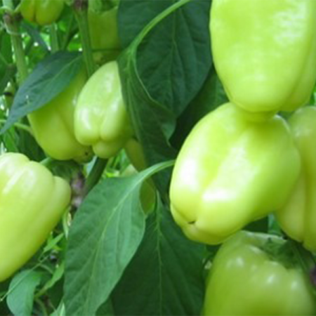 paprika salana f1