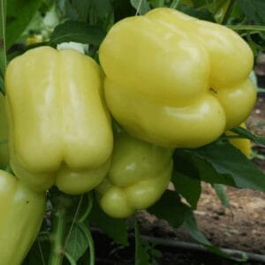 paprika silverado f1
