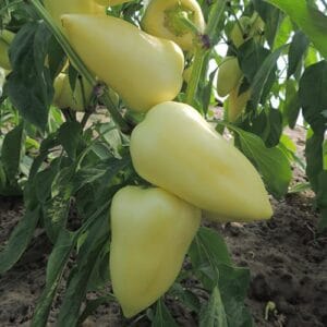 paprika sobri f1
