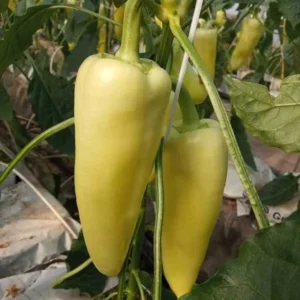 paprika sonett f1