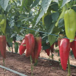 paprika sv 0102 pp
