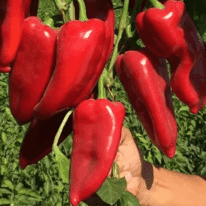 paprika tonton f1